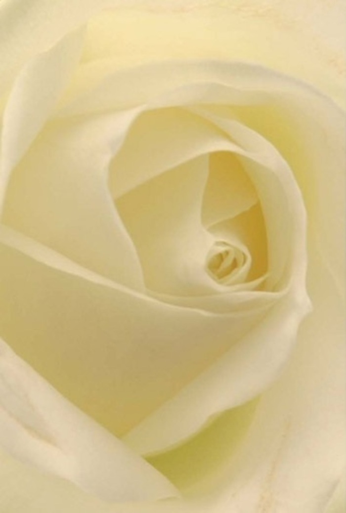 Viewed up close, this exquisite white rose-fresh from Flowers Romford and reminiscent of bouquets gifted near Mercury Gardens-captures the essence of tranquillity and refinement. Smooth layers of white and cream curl inward, their soft, luminous surfaces softly catching the natural light, as though the blossom holds an internal glow sourced from within its spiral core. Each petal, perfectly aligned, tells a story of devotion and resilience, offering both purity and sophistication in a single glance. The interplay of subtle shadows and variations in tone imbues the flower with a quiet sense of movement, mirroring the gentle flow of the River Rom on a peaceful afternoon. Ideal for romantic gestures, apologies, or as an elegant centrepiece at a Romford wedding or life celebration, this rose radiates a serene fragrance-clean, fresh, and unobtrusive. The artistry here is not just visual; it's a sensory embrace, lending the bouquet a timeless appropriateness for every heartfelt occasion, whether it's marking new beginnings or simply expressing what words cannot.